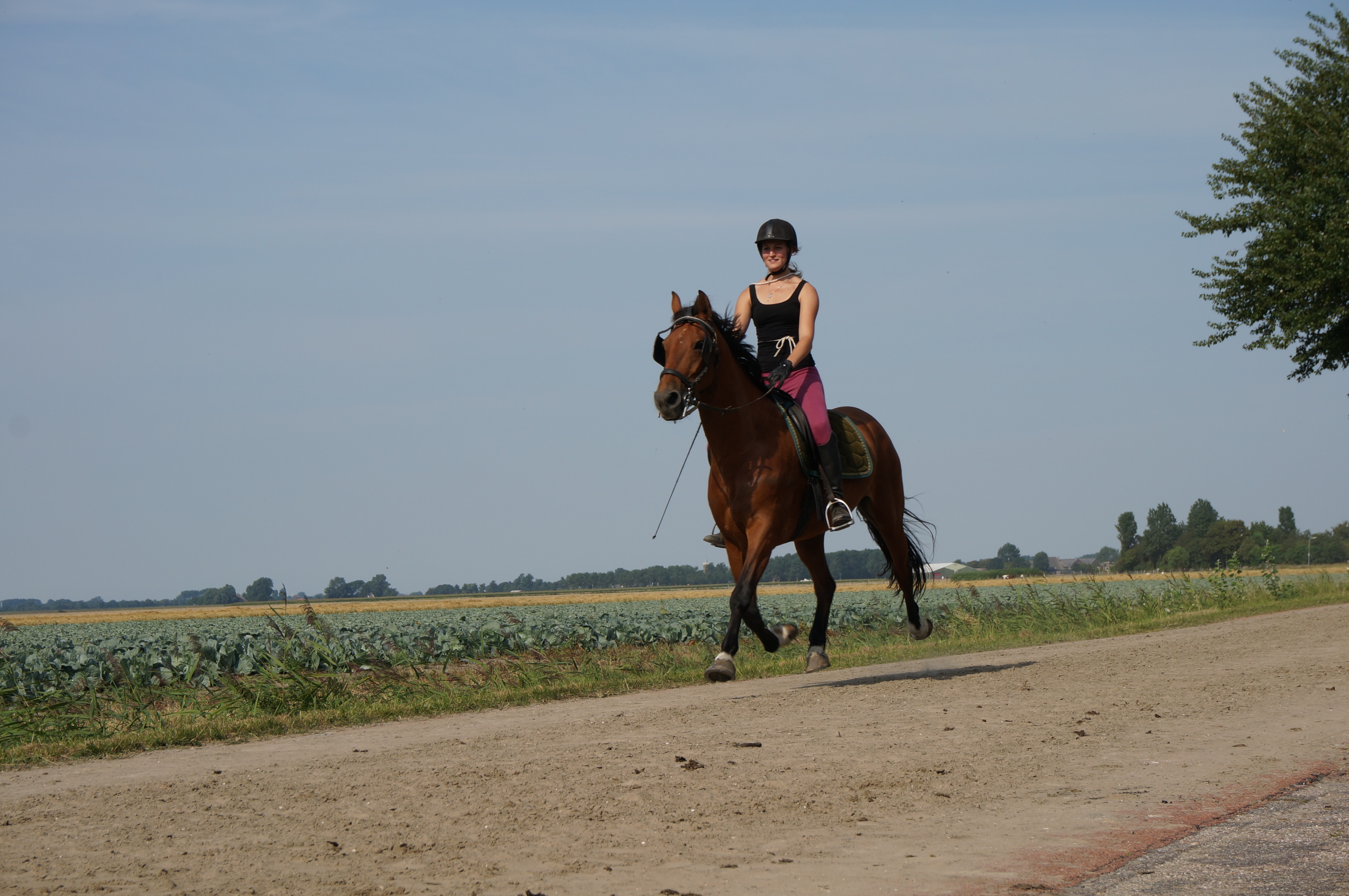 Uitslag harddraverij 2013
