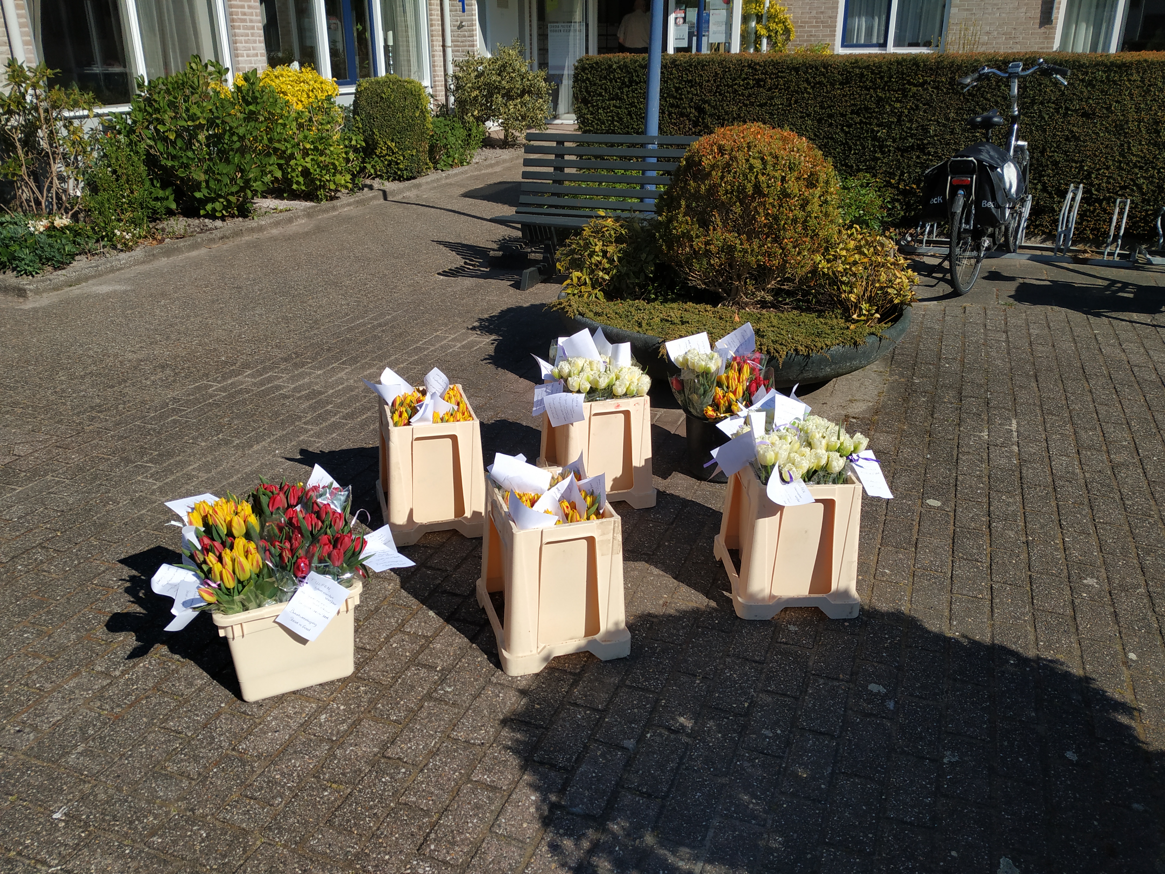 Tulpen voor bewoners en verpleging Hornhoeve